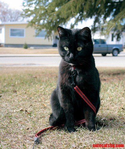 Buffy Opened My Familys Eyes on Black Cat Personalities. Almost 11 Years of Entertainment from Boosh