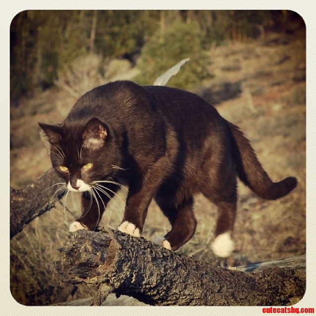 Burma Adventure Cat