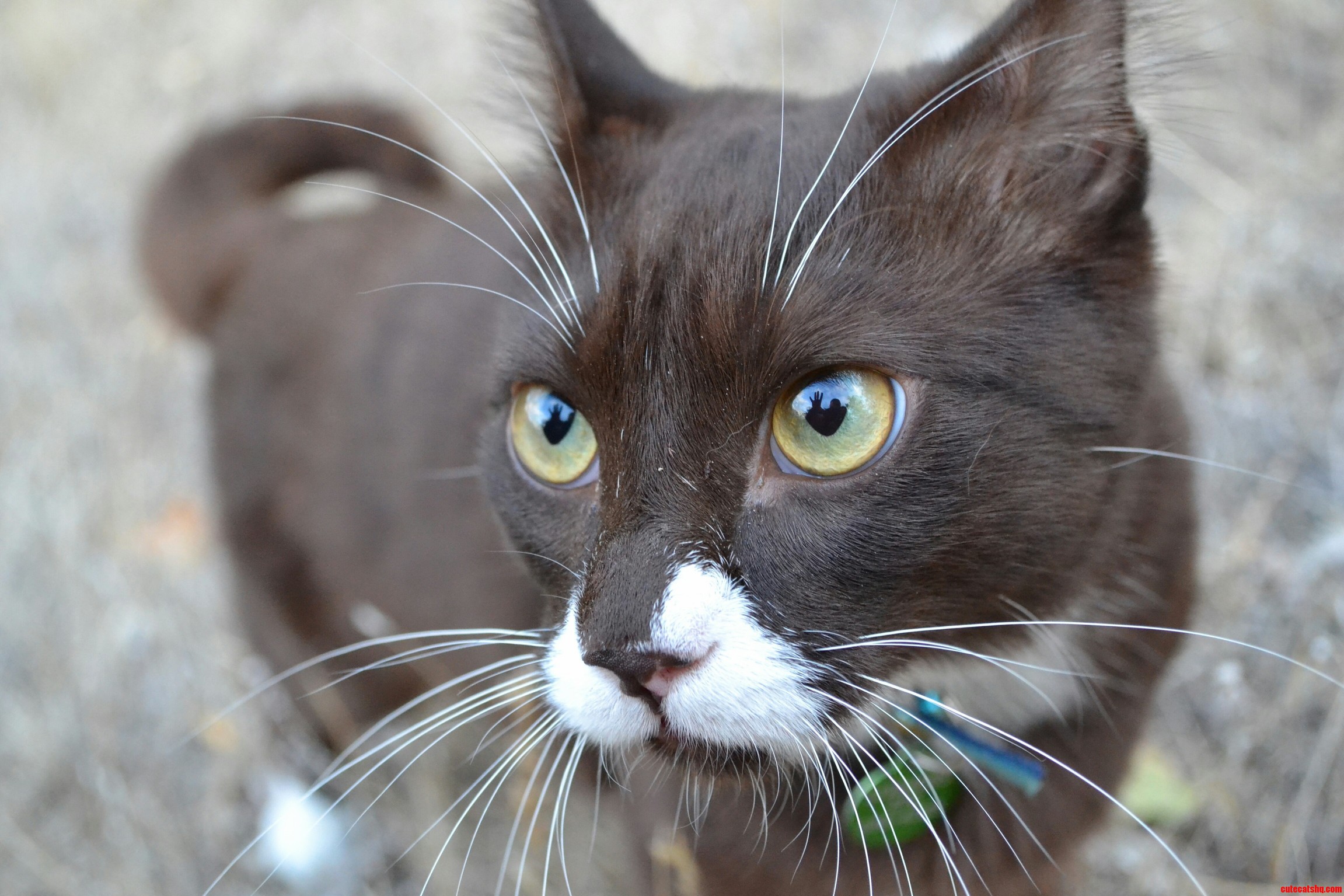 Burma Adventurecat in the High Desert Mountains of Oregon
