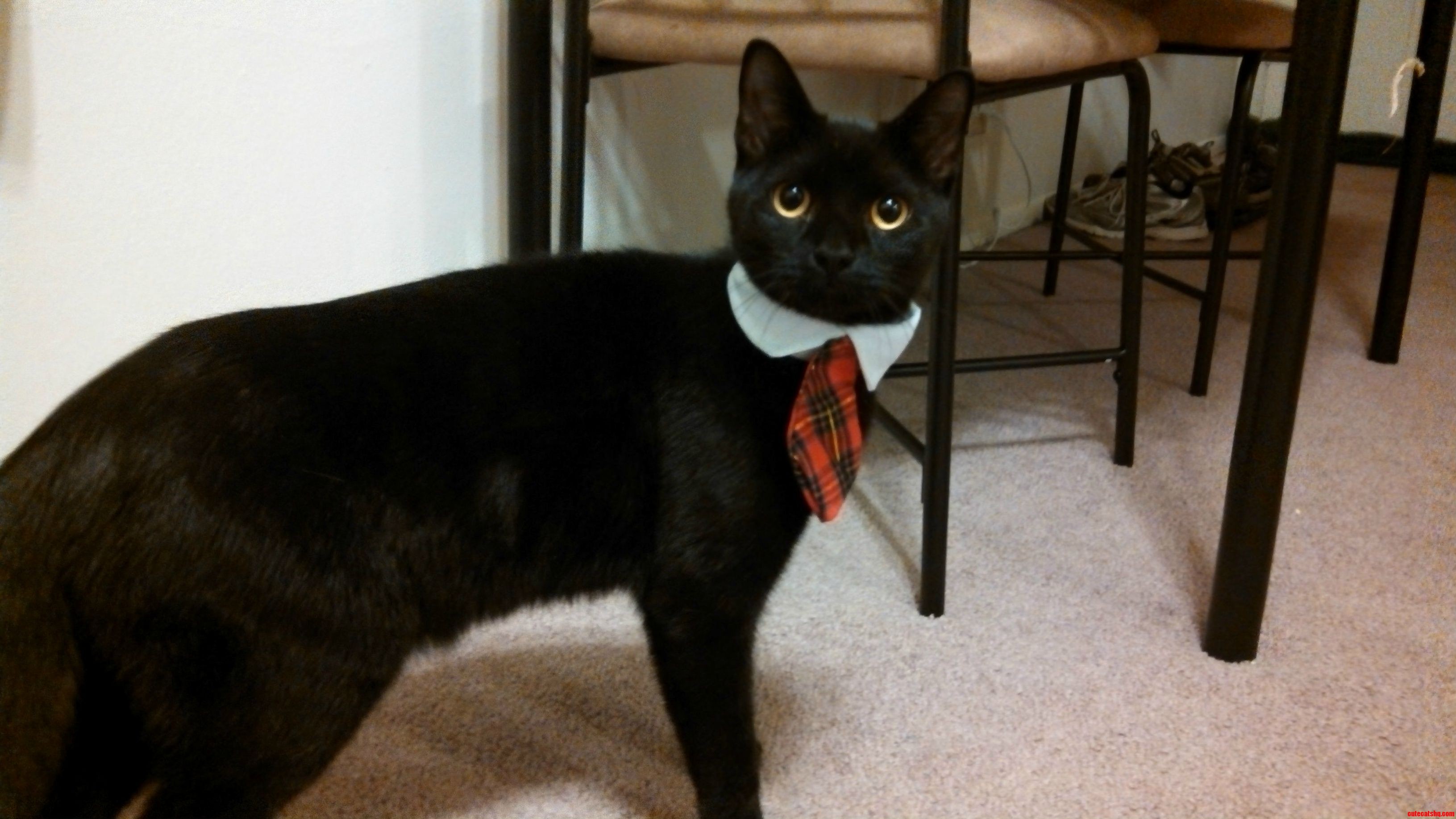 Business Cat Costume
