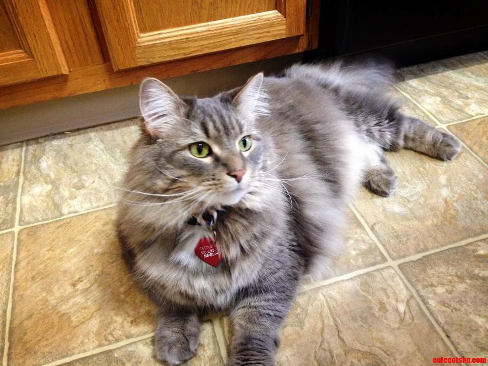 Cactus Willie Being Sassy in the Kitchen