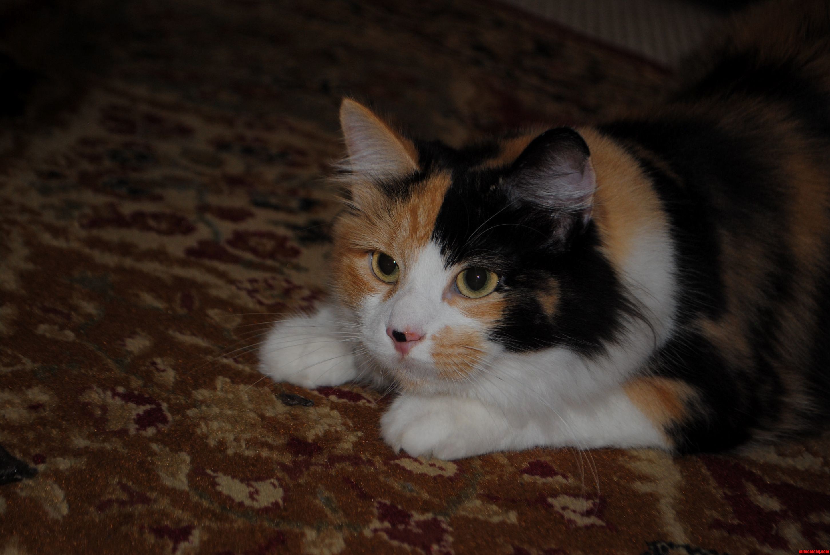 Calicos Deserve Some Love Too. Here She Is Getting Ready to Attack a Rubber Band.