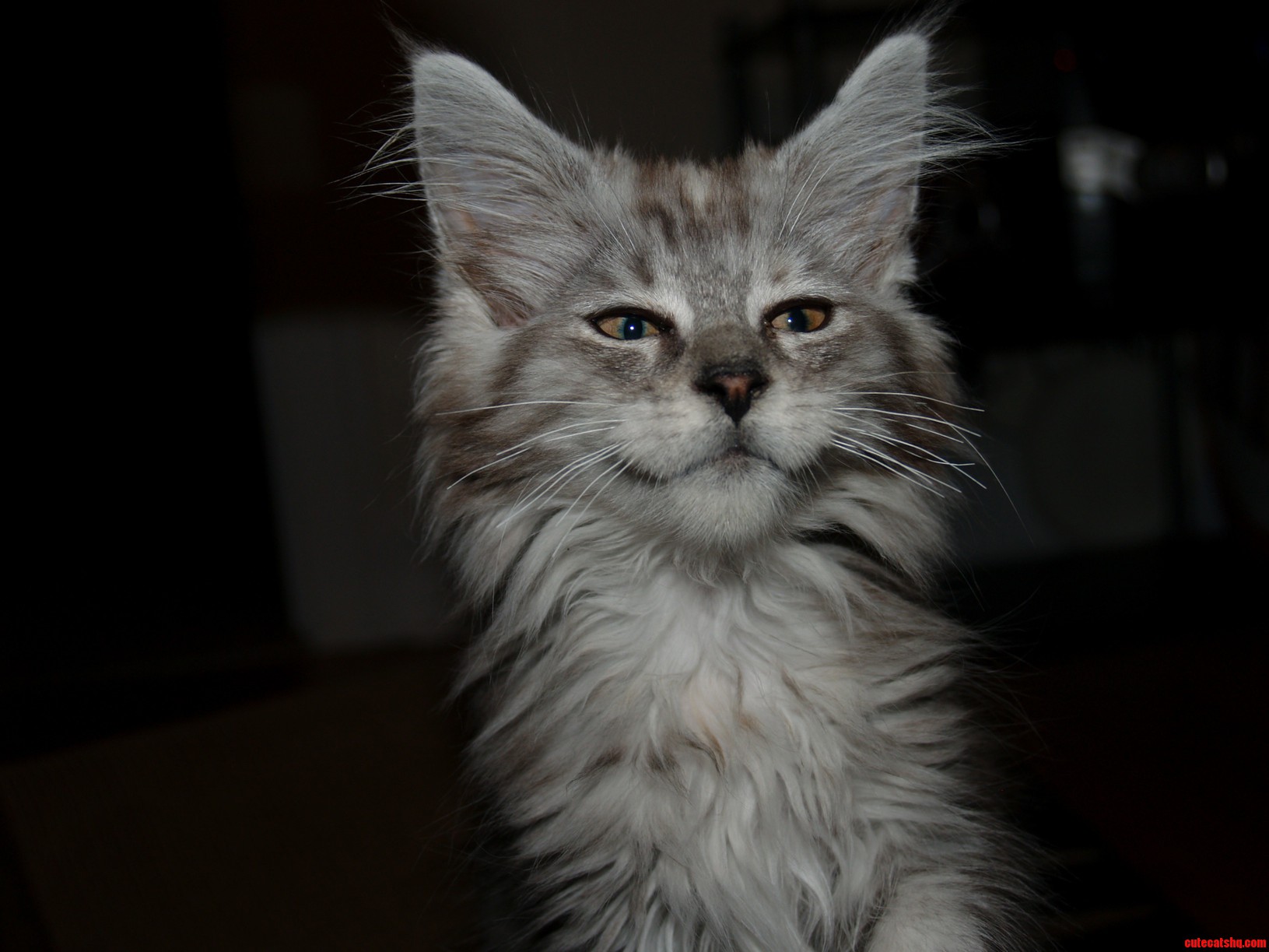 Cant Tell If Owners Petting Me or Trying to Attack. Rip My Hands
