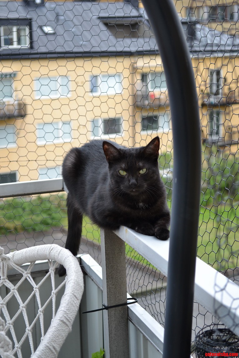 Captain Chilling on the Ledge of the Balcony