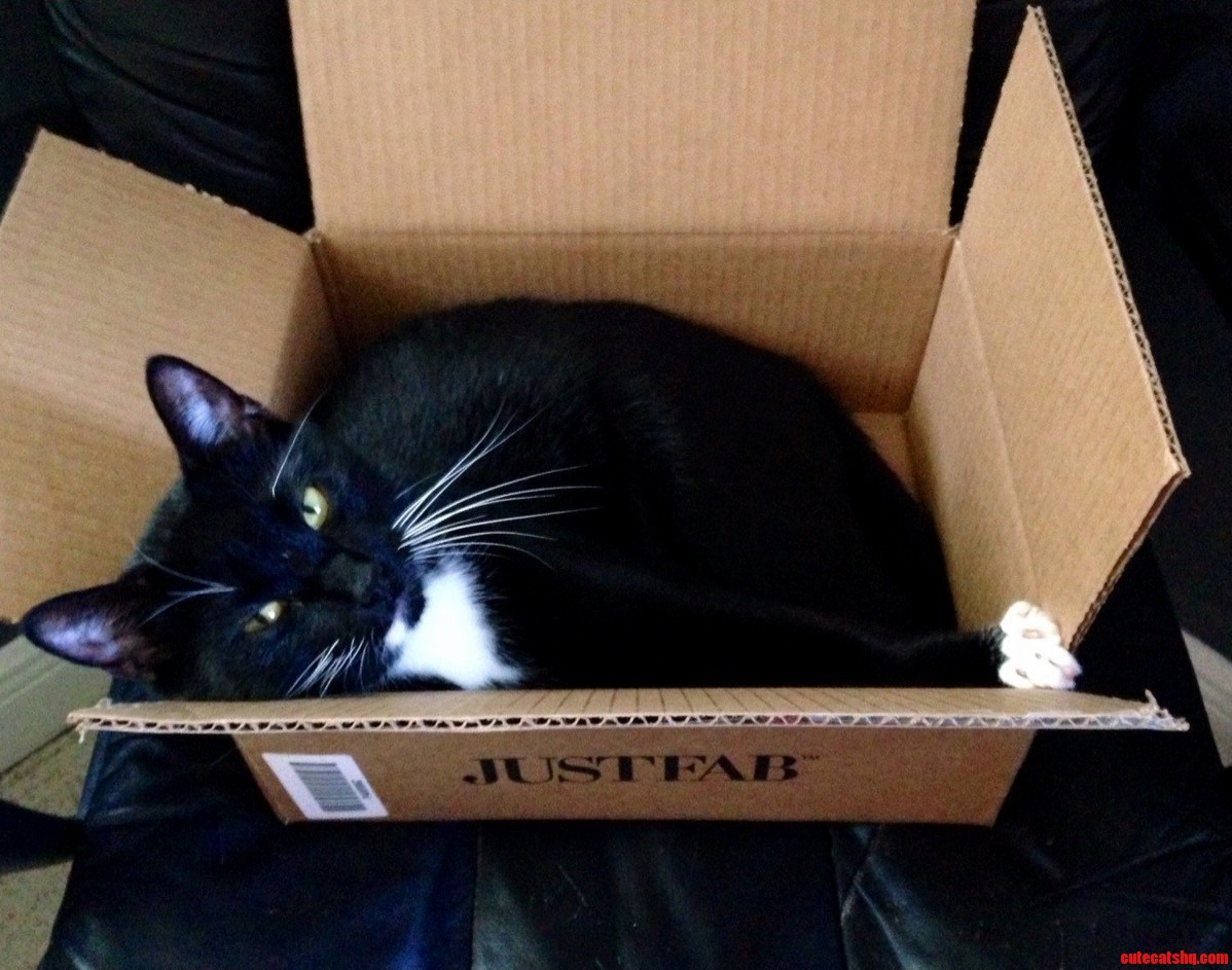 Cardboard Box aka Cat Magnet