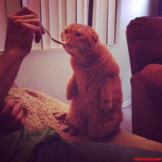 Cat Being Spoon-fed Ice Cream