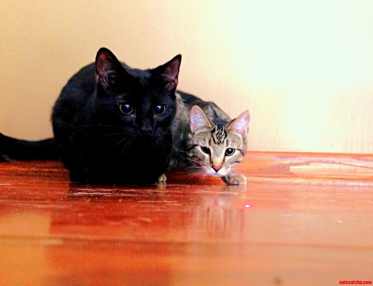 Cat Brothers