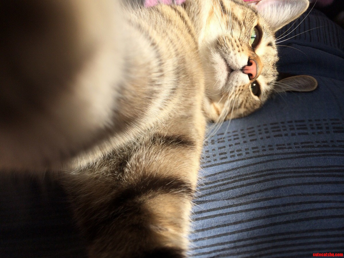 Cat Found a Sunspot Looked Super Adorable....until....