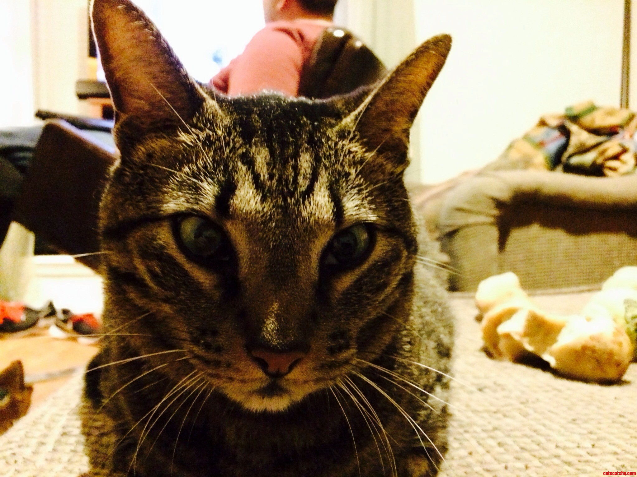Cat Not Himself