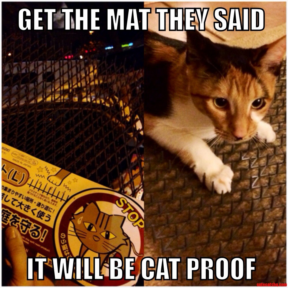 Cat Proof