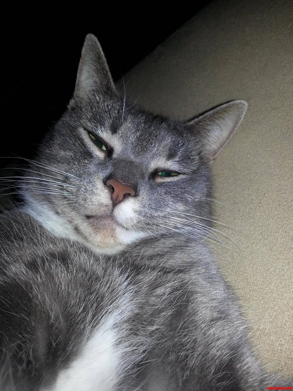 Cat Selfie