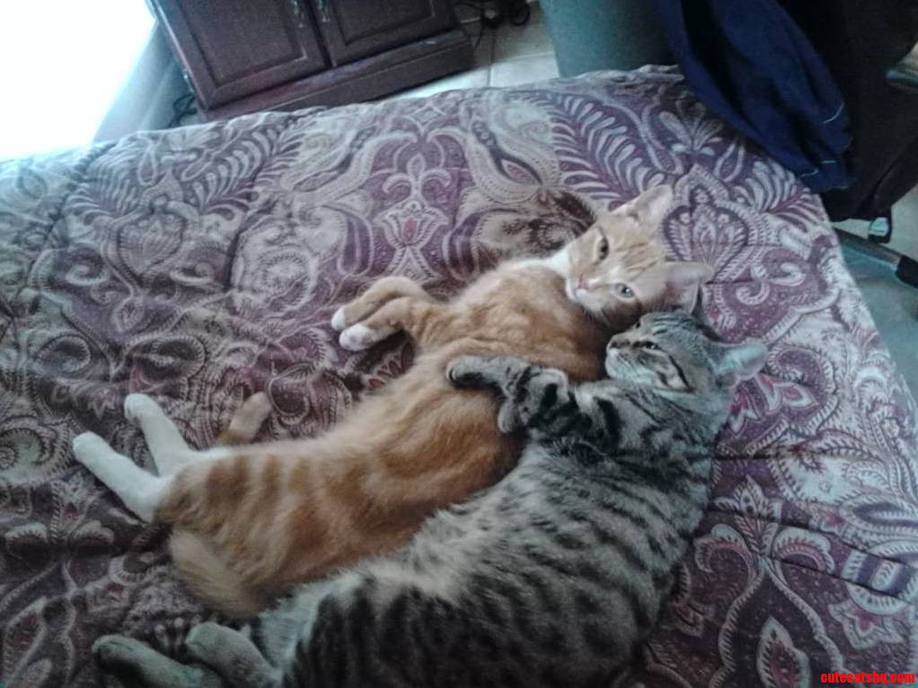 Cat Sitting for My Girlfriend Walked in to This. Mines the Orange One Orangejello.