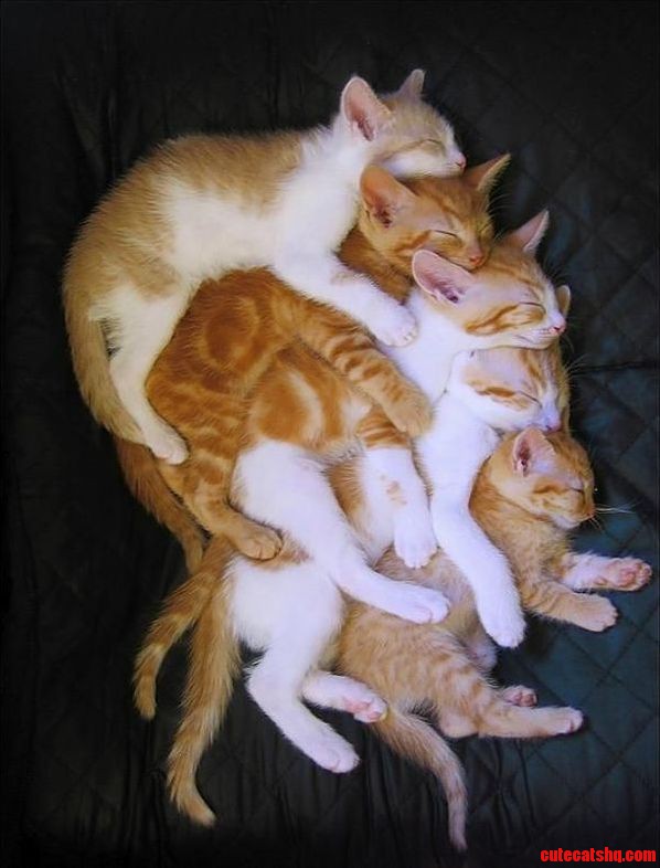 Cat Sleepover