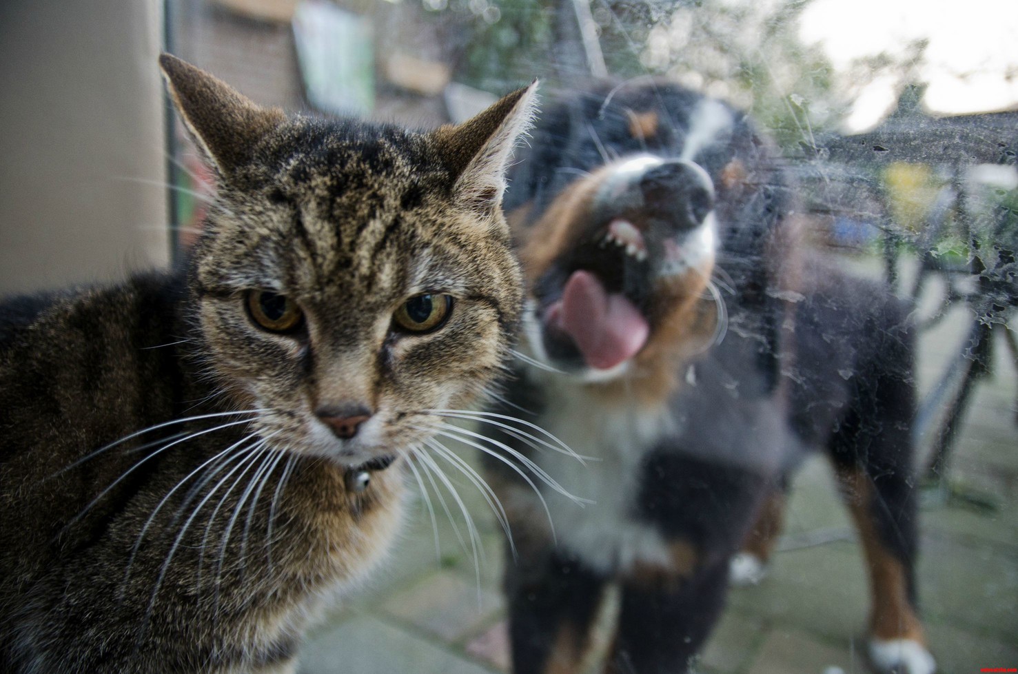 Cat Versus Dog