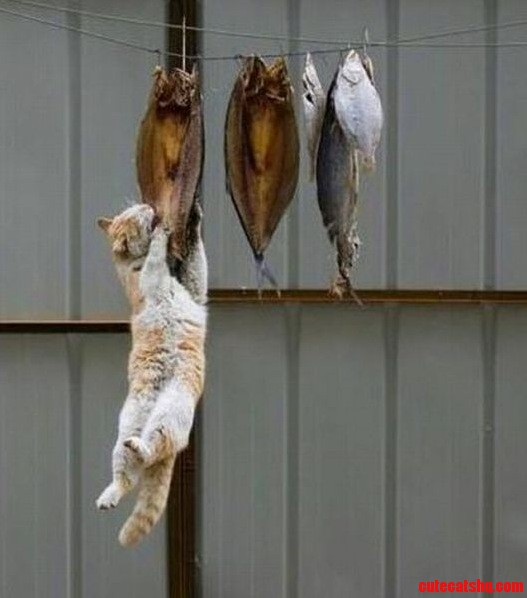 Cat Wins the Jumping Game.