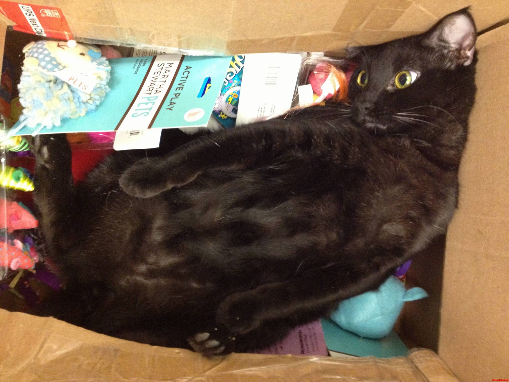 Catnip.....not Even Once.