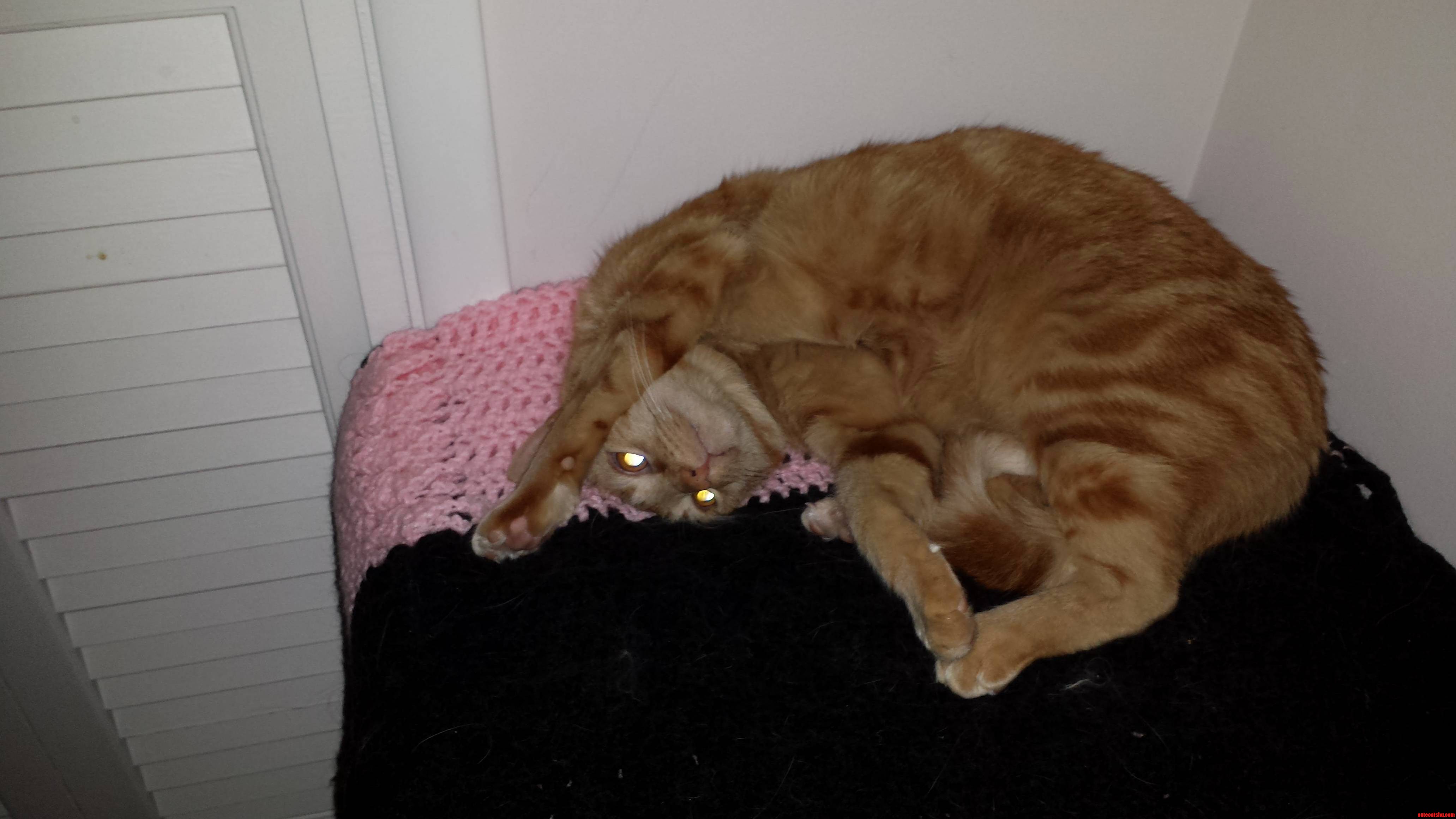Cats Do Sleep in Silly Positions