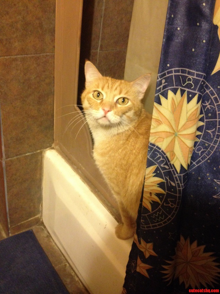 Cats Dont Like Water Lie. Mine Is in the Shower Before I Am
