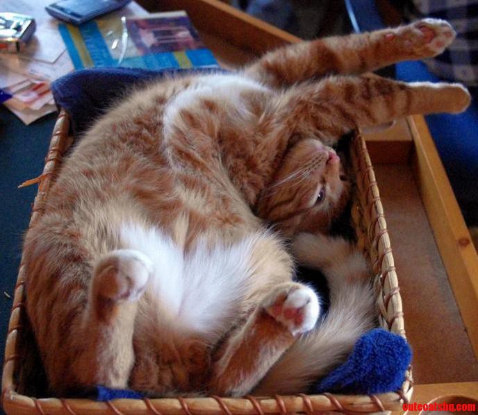 Cats Sleeping in Funny Positions Heres Mine.