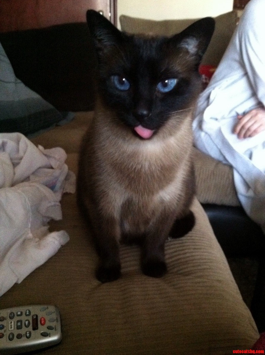 Caturday Poses.