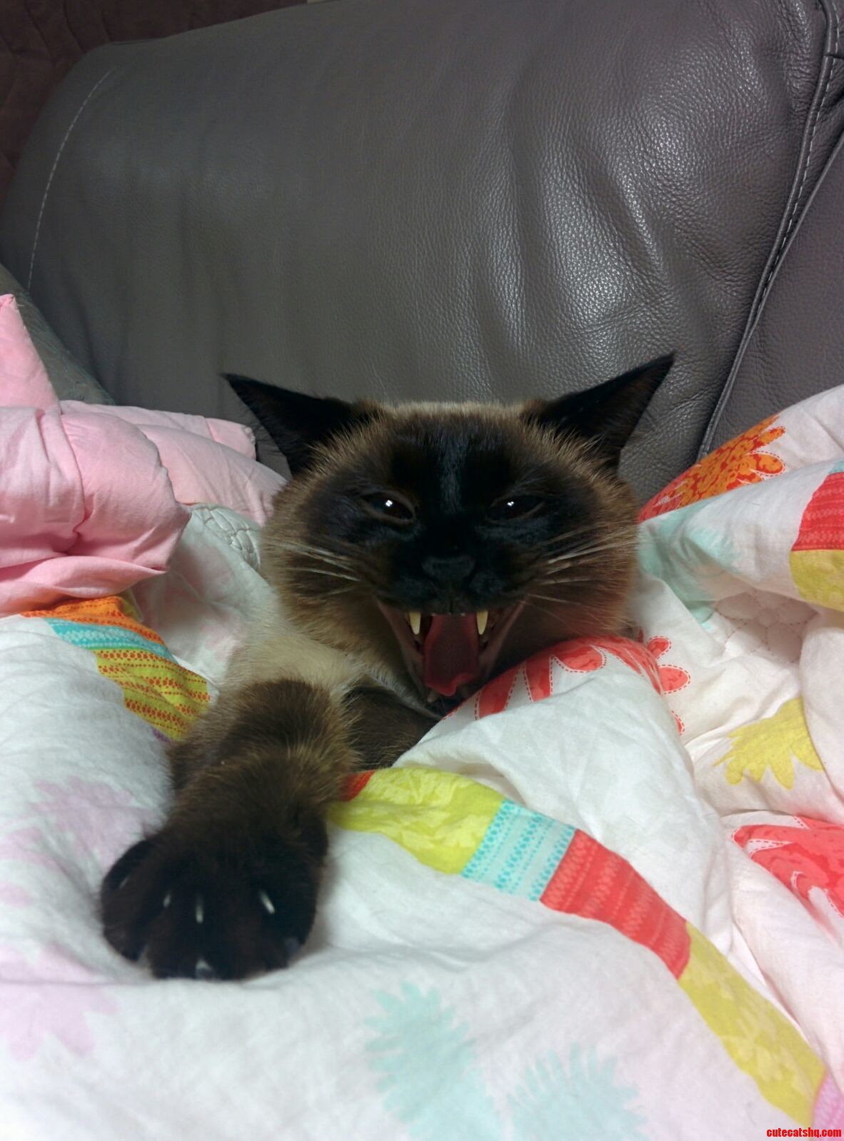 Caught Him at Mid-yawn