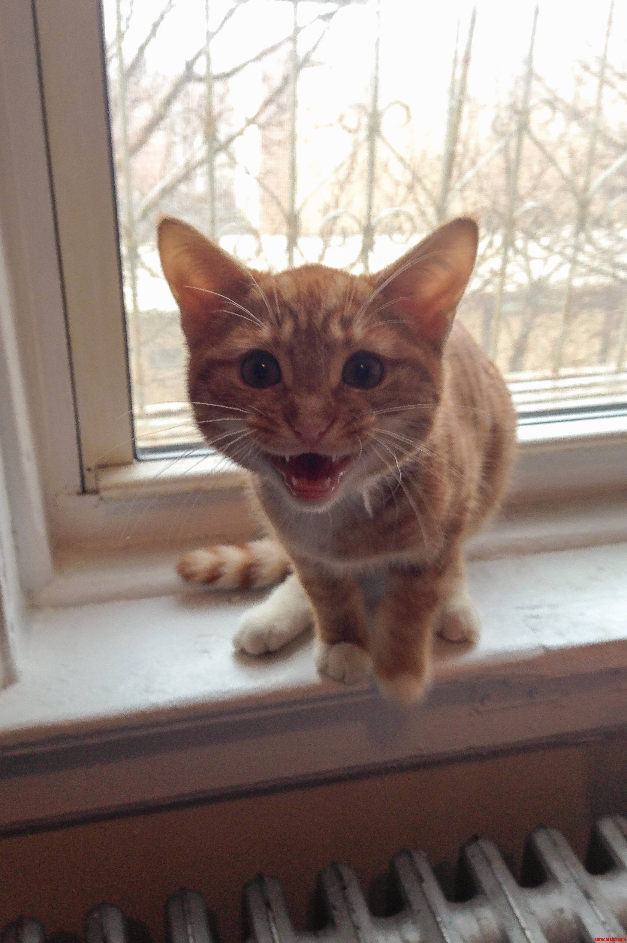 Caught Loki Mid-meow