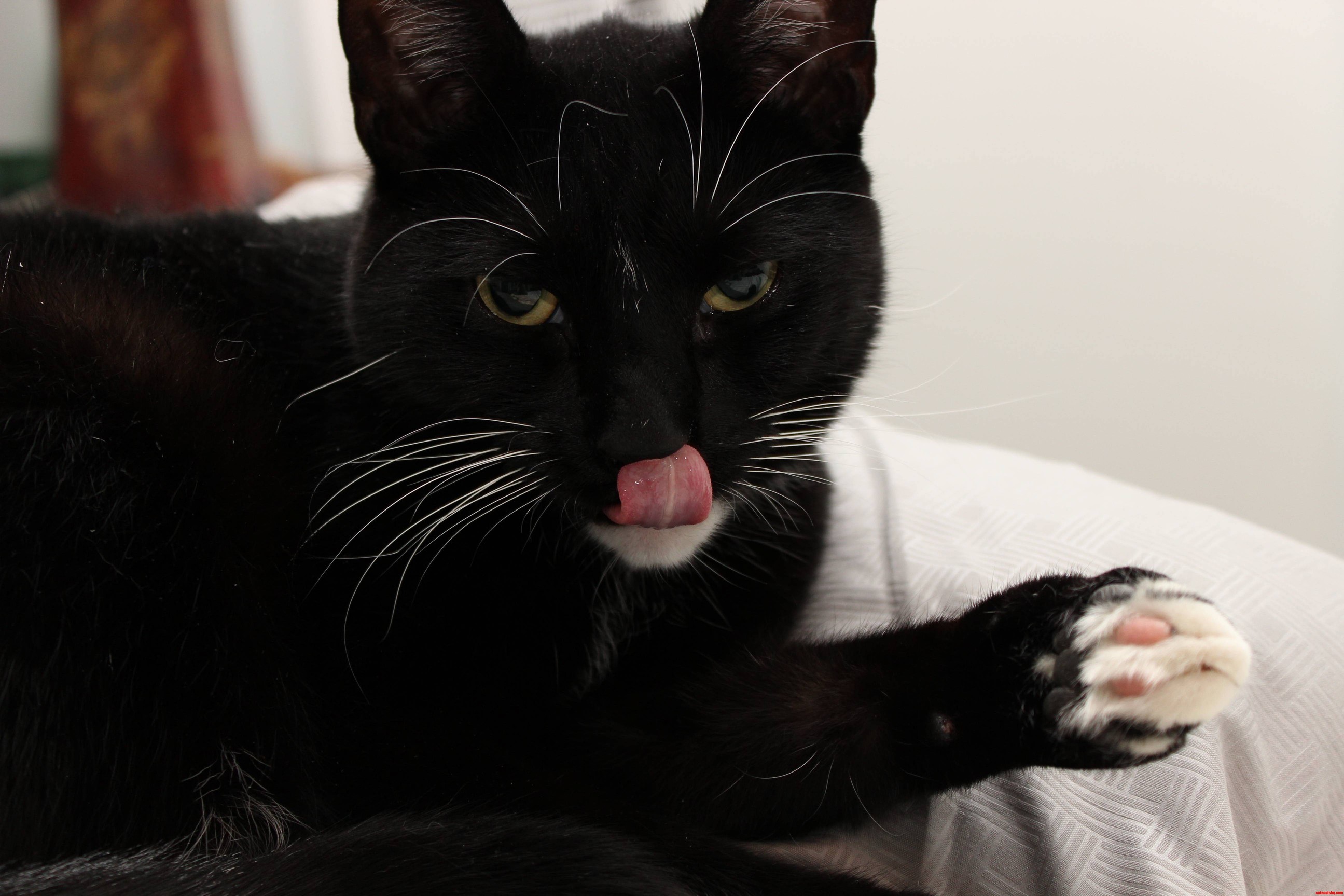 Caught with His Tongue Out P