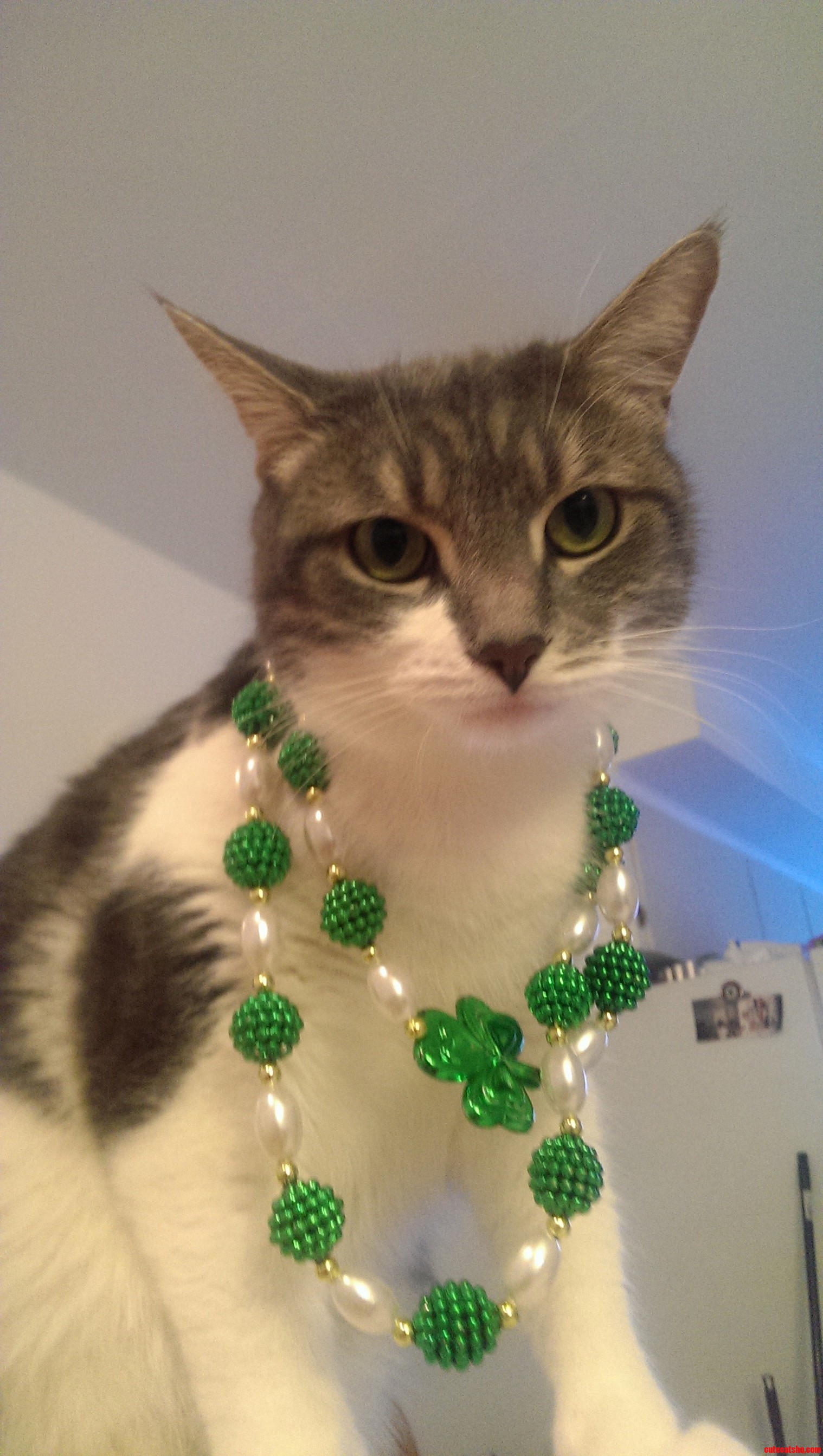 Celebrating St Patty S