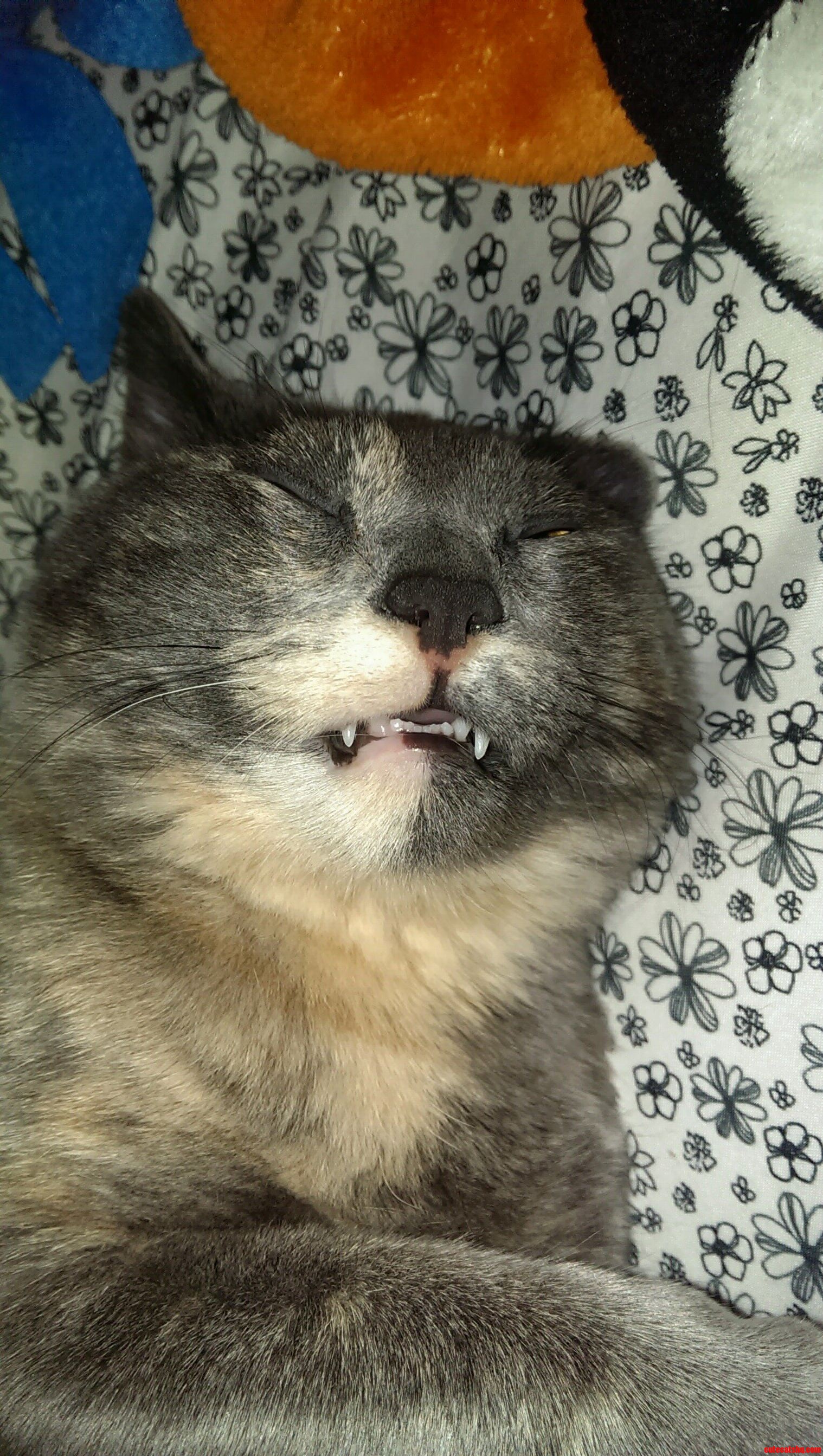 Cheese