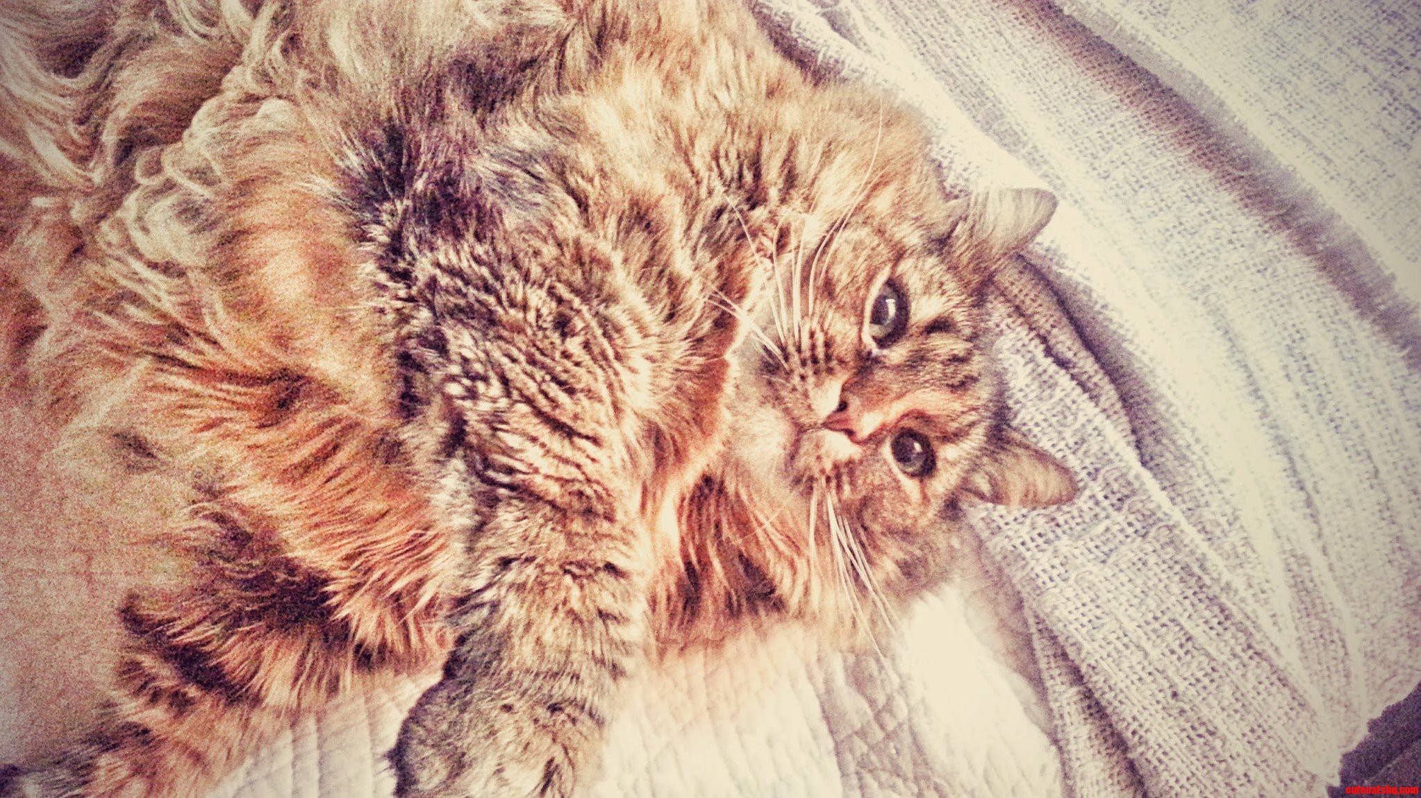 Cheeta Is a Gentle Giant Nearly 30 Pounds of Muscle Fluff and Tummy. Shes a Good Girl