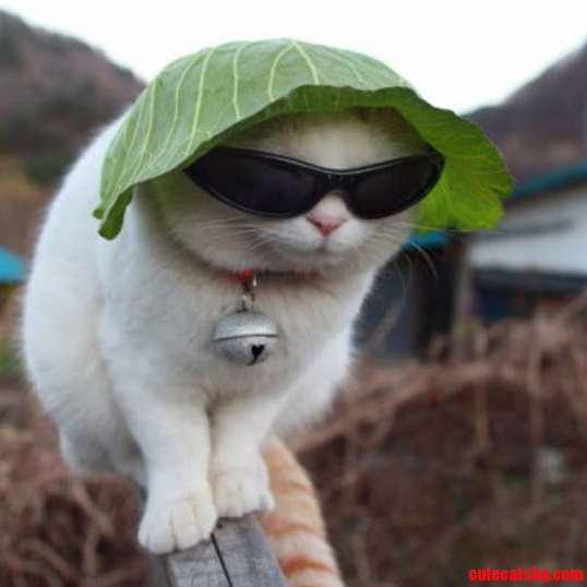 Chill Out