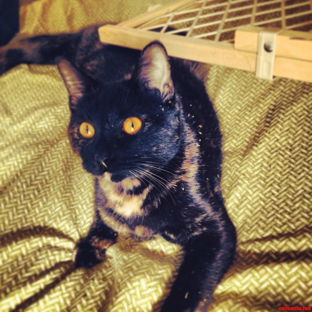 Chloe Covered in Catnip