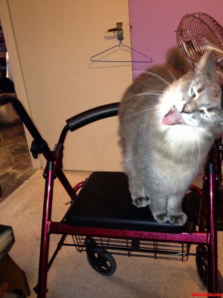 Churchill a Little Scary Caught Mid Yawn