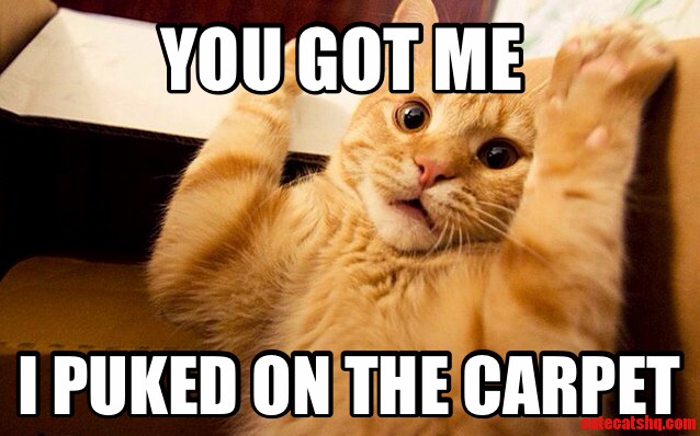 Confession Cat