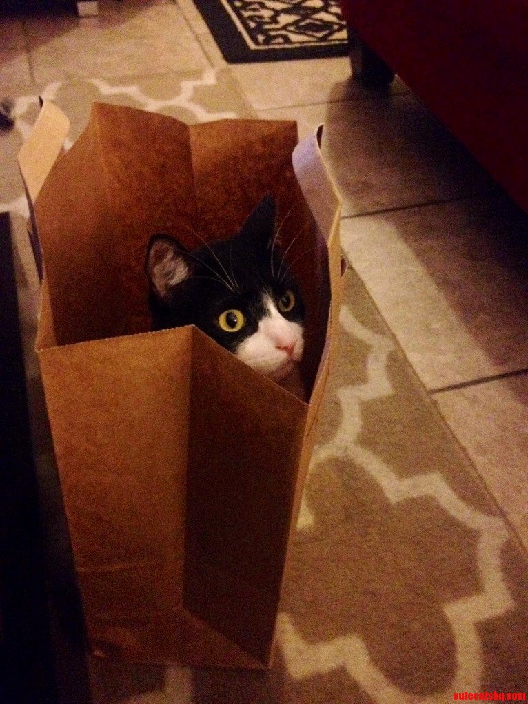 Contemplating Life from His Bag.
