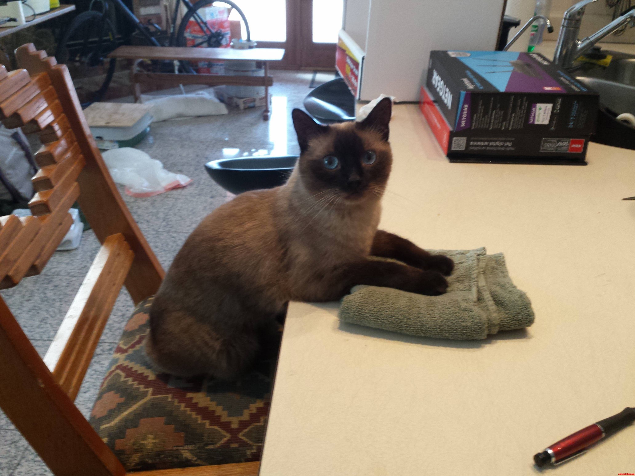 Cookie Just Got Her Nails Done.
