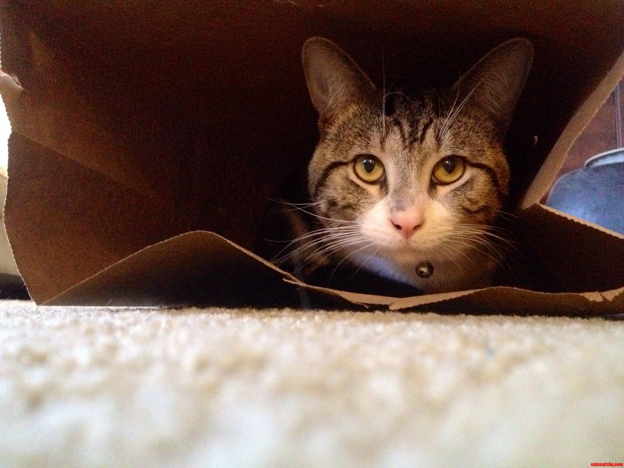 Copi Loves Bag