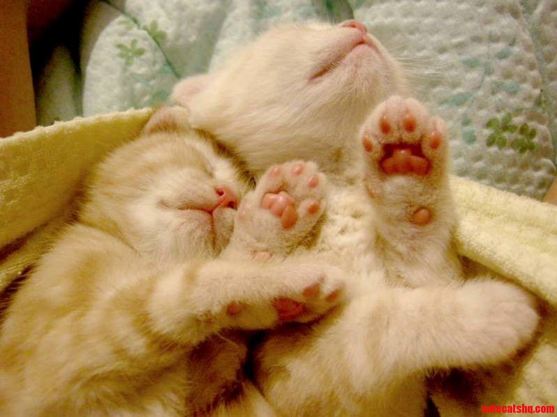 Copy Cat Copying Mom
