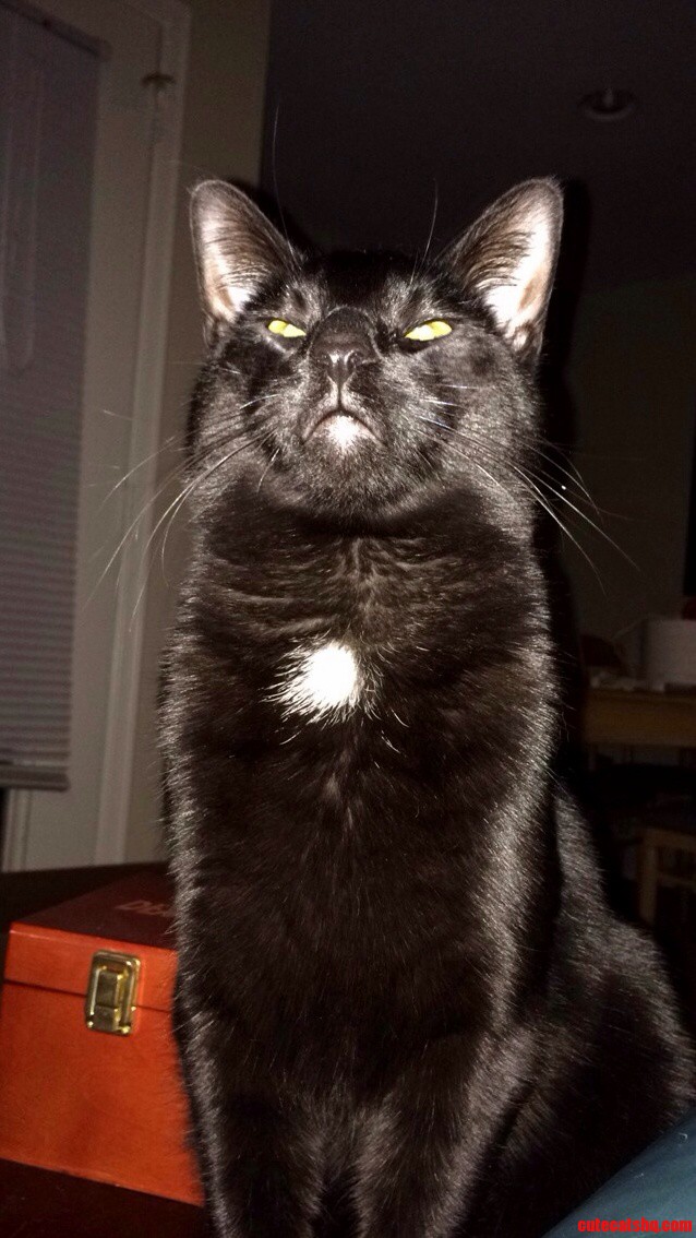 Cosmo Is Pretty Confident That Hes the Alpha Male in This House.