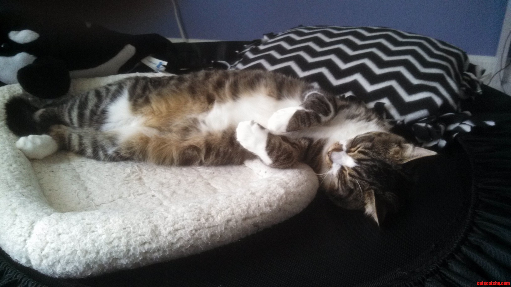 Cosmo Showing Off His Fluffy Belly