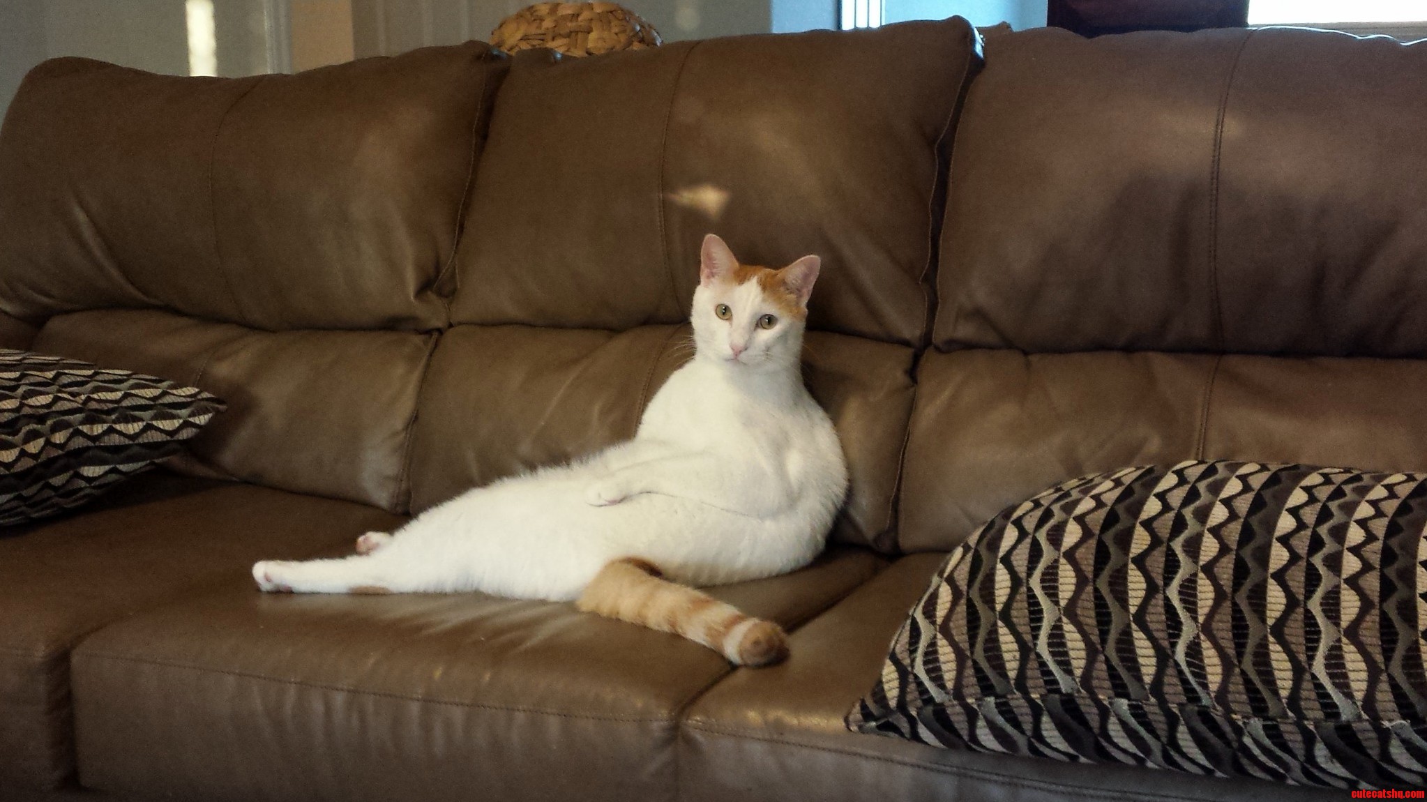 Couch Potato