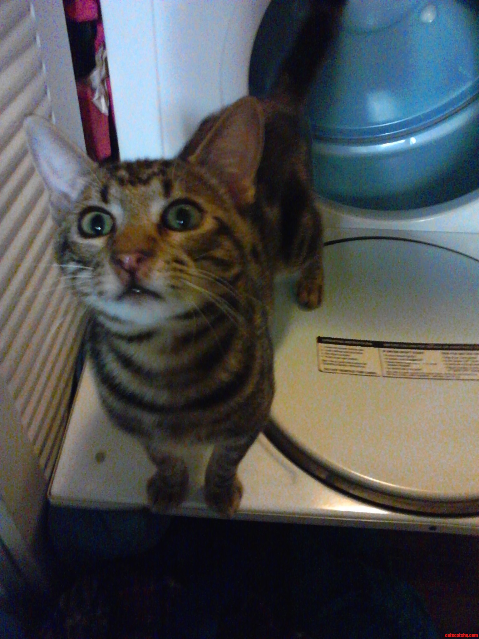 Couldnt Find My Cat Until I Heard Meows from the Dryer