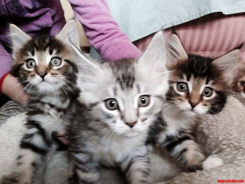 Countdown to Awww in 3...2..1