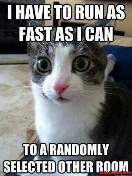 Crazy Cats