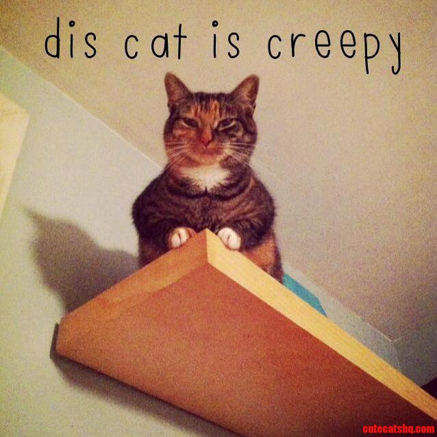 Creepy Cat