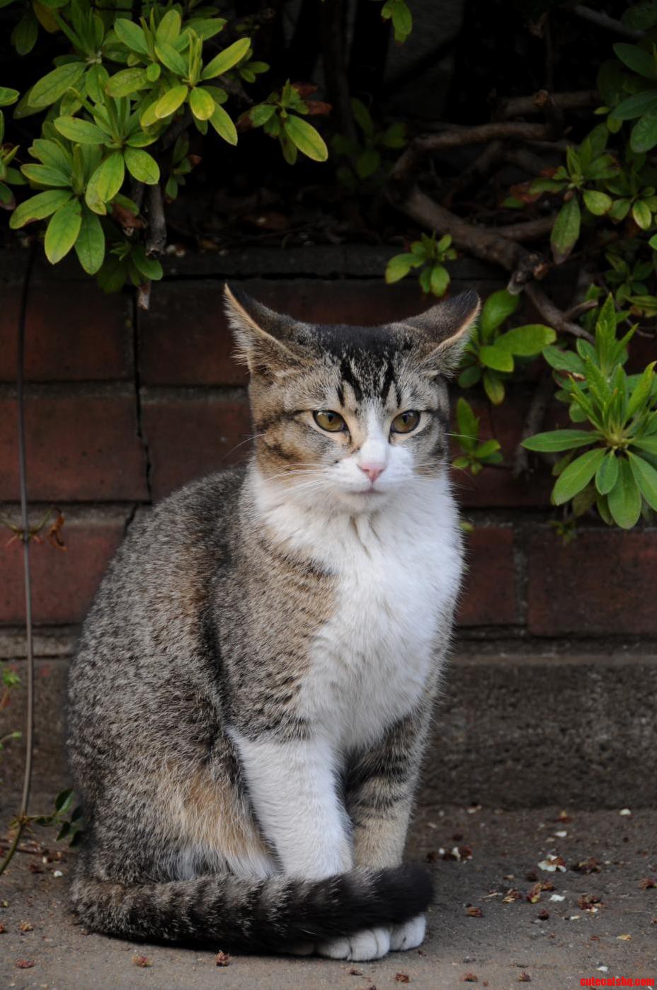 Cute Kitty Sitting Cautiously