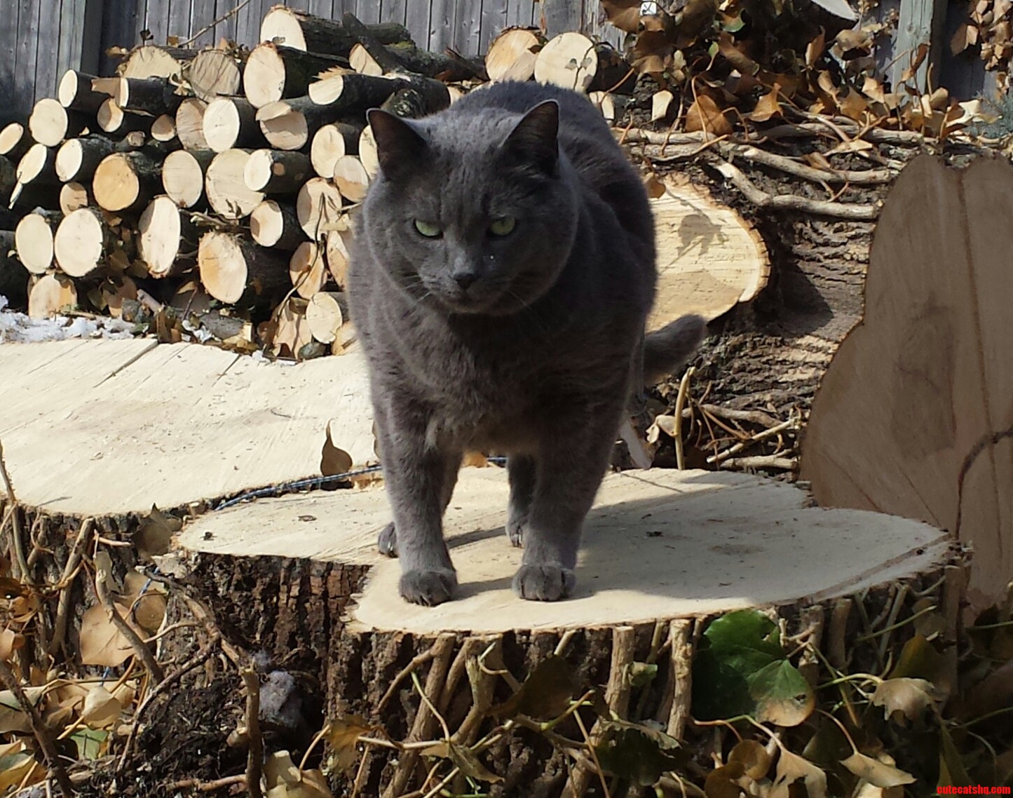 Cuzlington J. Fuzzlebottom Iii Is Not Happy We Had to Cut Down His Favorite Climbing Toy