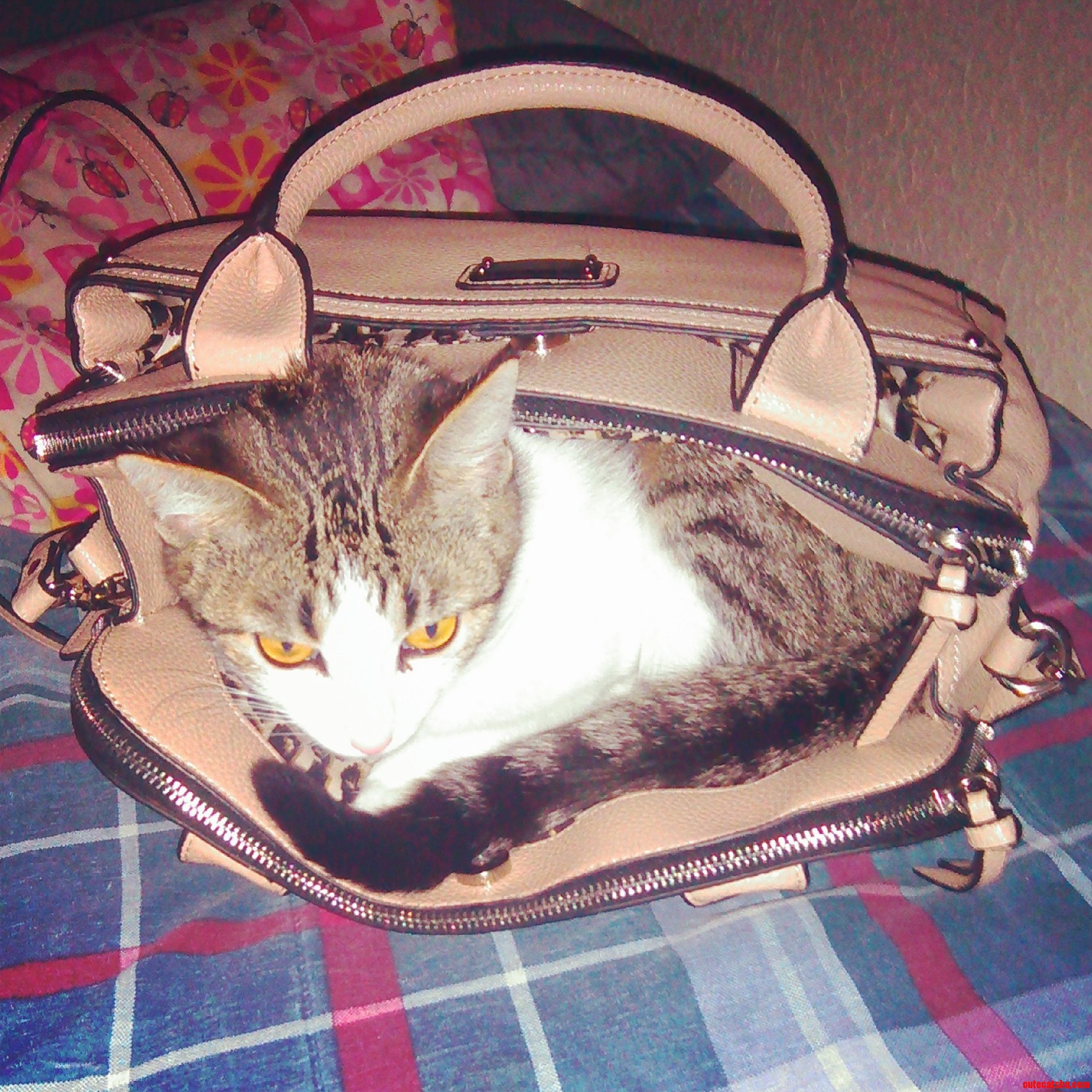 Dang Cat Likes to Get in Everything.