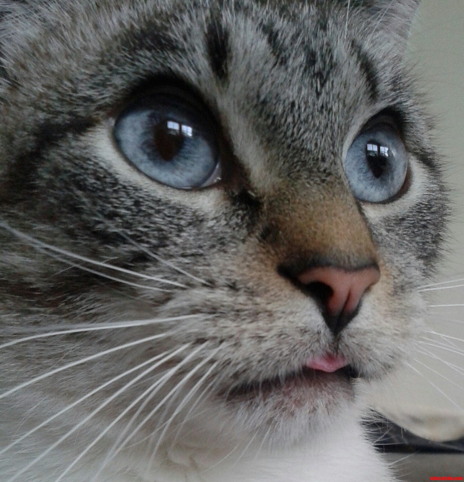 Dat Tongue.
