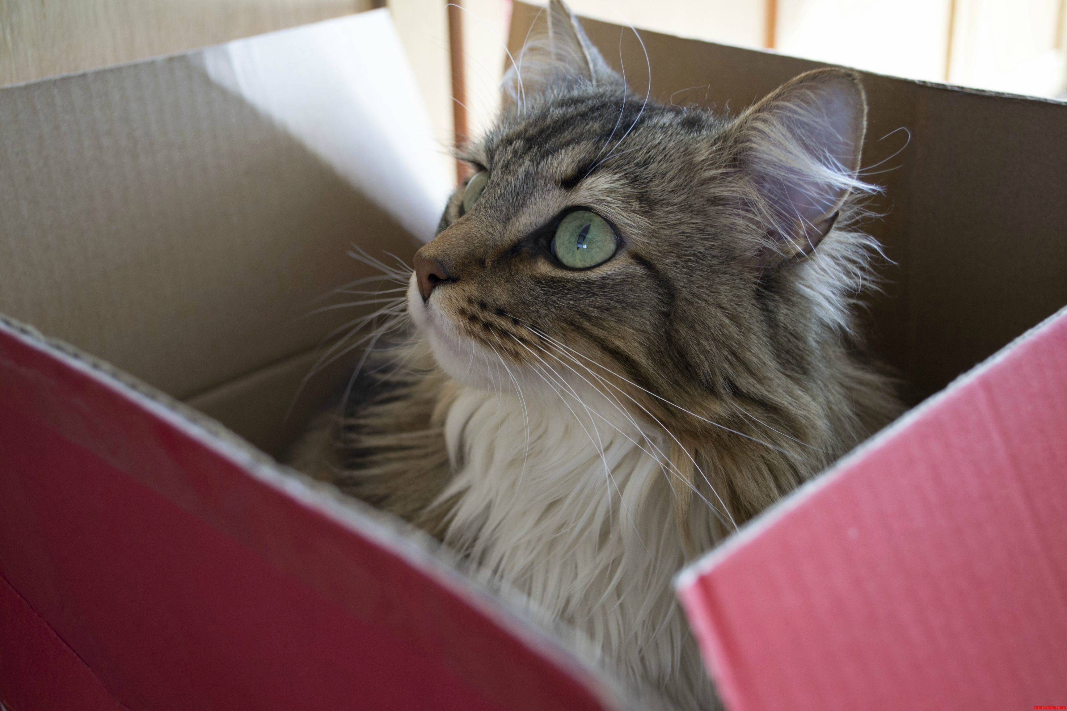 Daydreaming About More Boxes